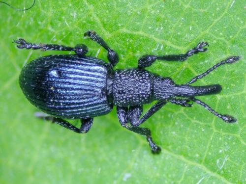 Réf. 282 769 : Ceratapion onopordi